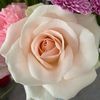 elaine_parnold